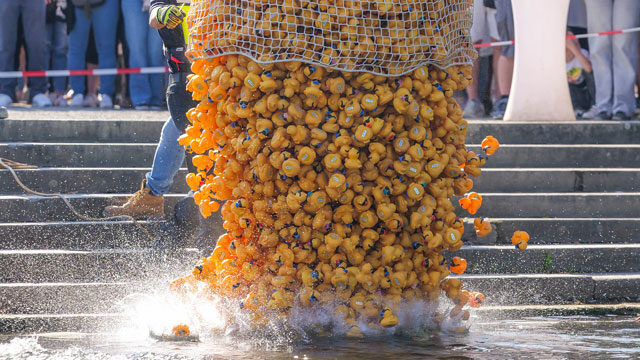 Tausende Race Ducks werden für das Entenrennen aus einem Netz in den Maschsee entlassen